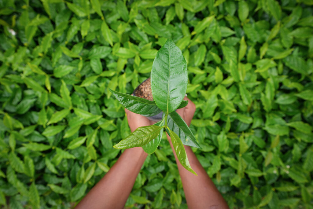 Treedom planting trees with RBF