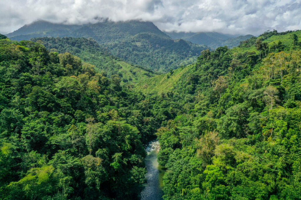 Treedom Picture 3 Viceversa